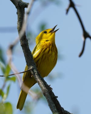 The early bird sings its song outside your window this time of year