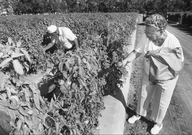 In this photo from December 1995, Ann Chew and her husband, John, of south Fort Myers pick tomatoes at the Biggar Farms U-Pick on Gladiolus Drive.