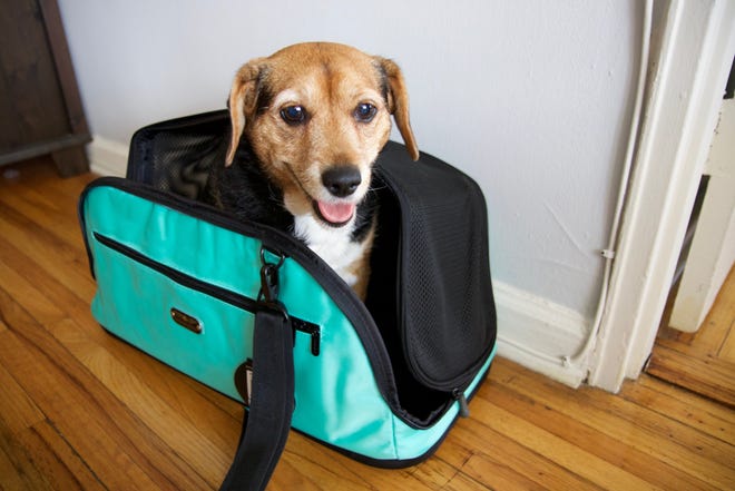 15 products that make it easier to travel with dogs