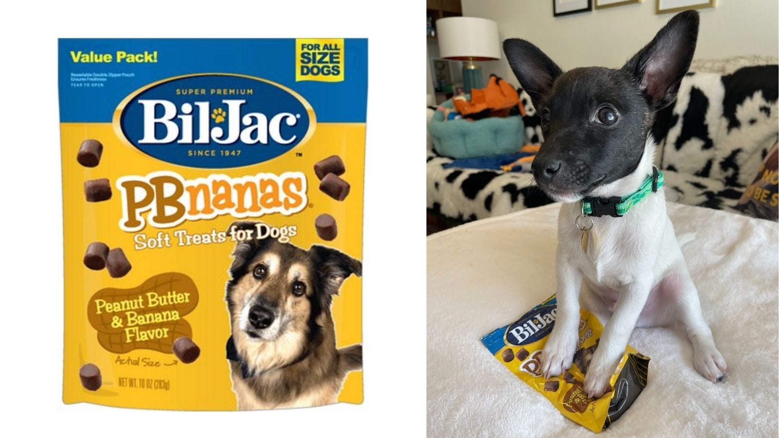 Traveling with your pup? these 15 products make it easier