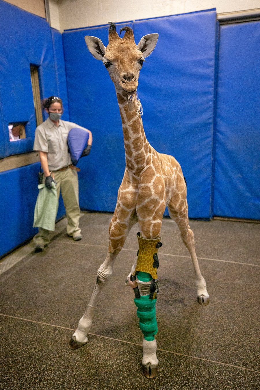 This Feb. 18, 2022, image released by the San Diego Zoo Wildlife Alliance shows Msituni, a giraffe calf born with an unusual disorder that caused her legs to bend the wrong way, at the San Diego Zoo Safari Park in Escondido, north of San Diego. Using cast moldings of the giraffe's legs, a carbon graphite brace features the animal's distinct pattern of crooked spots to match her fur. In the end, Msituni only needed one brace; and the other leg corrected itself with the medical grade brace. (San Diego   Zoo Wildlife Alliance via AP)