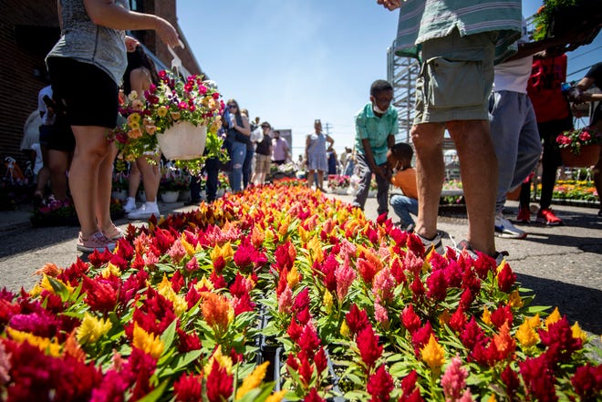 Flowers from Gaier Farms and Greenhouses at Eastern Market in Detroit on Sunday, May 15, 2022. Hundreds of people flocked to the first full-scale Flower Day since 2019 to see the thousands of flowers and assorted plants available.