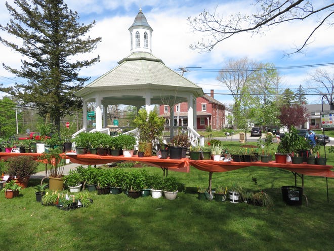 The Sutton Garden Club staged a plant sale on the Common on May 14.