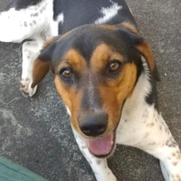 Biscuit, a young male beagle and hound mix, is available for adoption from SAFE Pet Rescue of Northeast Florida, 6101 A1A South in St. Augustine. Vaccinations and heartworm tests are up to date. Call 904-325-0196. 