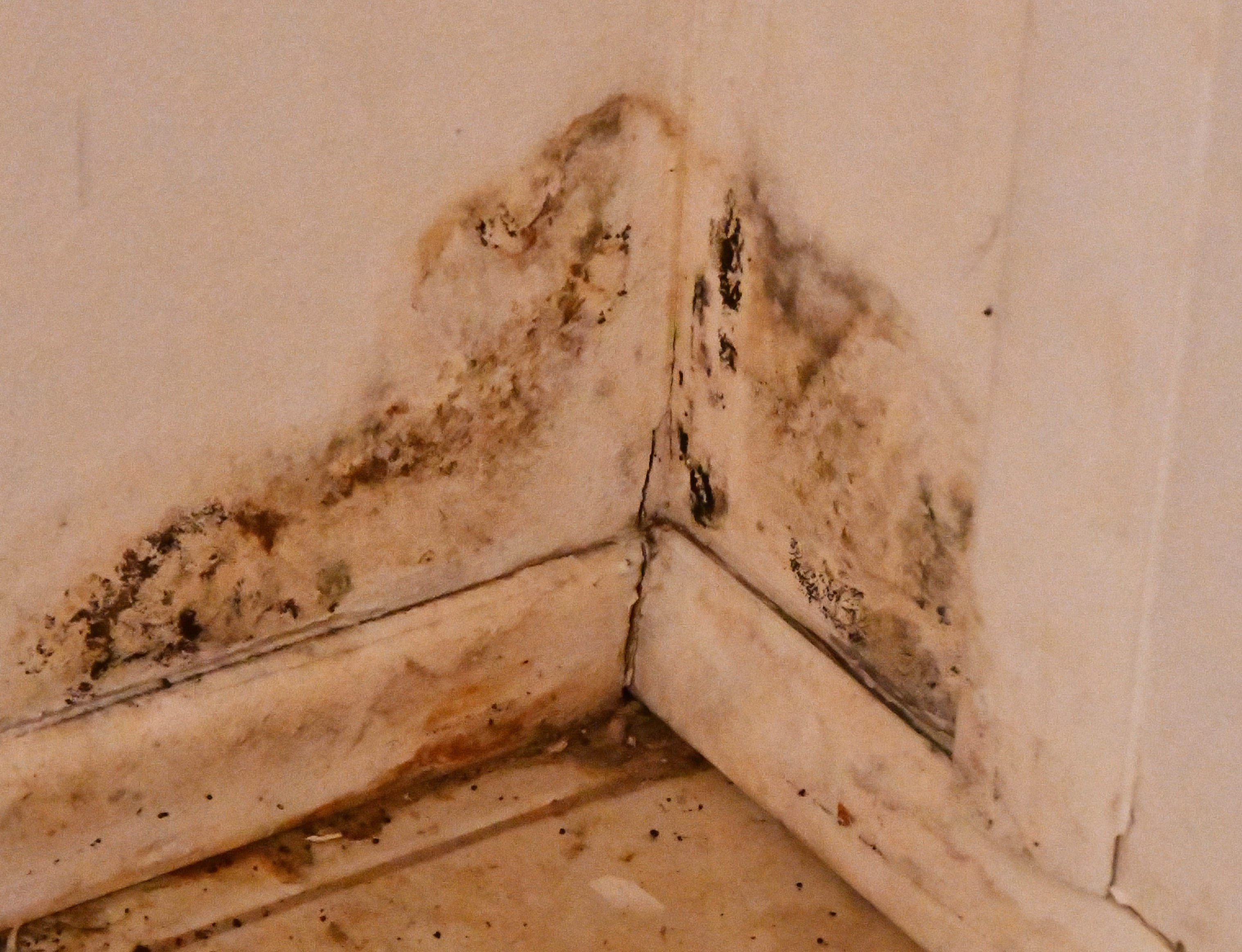 Louise Rosevelt is a disabled senior with an adopted son who has medical needs. She  received  a notice that the home she has rented for years is being sold and she was given 36 days to vacate the property. She has dealt with leaks in the roof that has caused what looks like black mold in the closet.