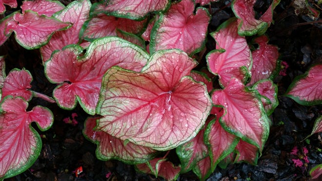 Caladiums will be among the plants for sale Saturday, June 25, at the Brevard Discovery Garden in Cocoa.