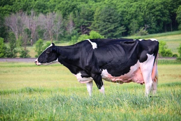 Thirteen year old Blondin Goldwyn Subliminal-ETS owned by Budjon Farms and Peter and Lyn Vail has been named as the 2021 Star of the Breed.