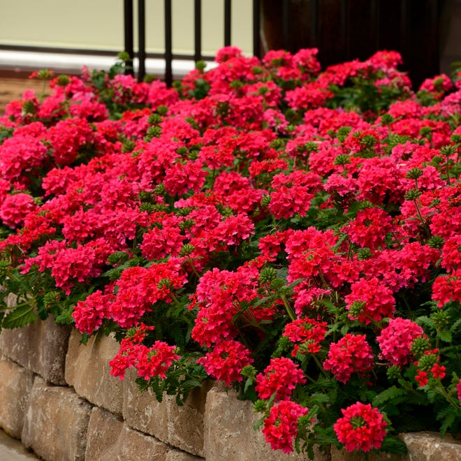 Late May is a safe time to plant tender annual flowers that thrive in sun.