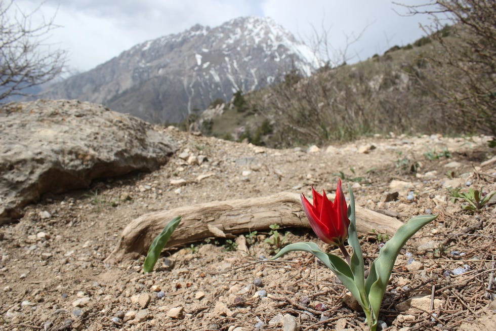 Tulipa affinis growing in the Pamir-Alai mountains of southern Kyrgyzstan with the mountains behind eventually leading into Tajikistan. Tajikistan is a country in Central Asia surrounded by Afghanistan, China, Kyrgyzstan and Uzbekistan.