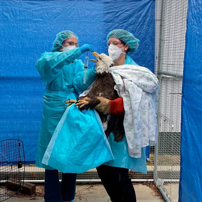 In this photo provided by the Wisconsin Humane Society, two people at the humane society's Wildlife Rehabilitation Center in Milwaukee provide care to a female bald eagle that later tested positive for the avian influenza on April 8, 2022. The female bird had been captured earlier in the day from a lakeside neighborhood after neighbors noticed it on the ground beneath the nest. The U.S. Fish and Wildlife Service reports this new avian influenza strain has been found in 33 states, with eagles affected in at least 15. Officials also say the bird flu is more widespread and affecting more wild bird species compared to the last outbreak in 2015.