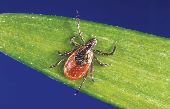 Exposure to ticks puts animals and humans at risk of becoming infected by various diseases