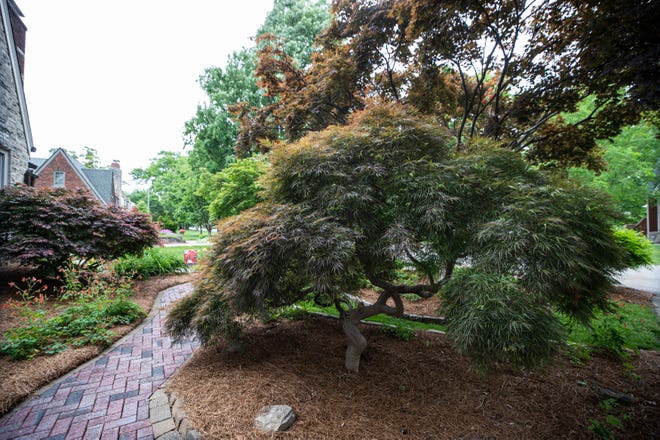 A Japanese maple tree in the front yard of Robert Bobrow. Borrow had the tree moved from another home to avoid is being damaged by a sidewalk installation. Bobrow's home will be part of the Kilgore Garden Tour. May 18, 2022