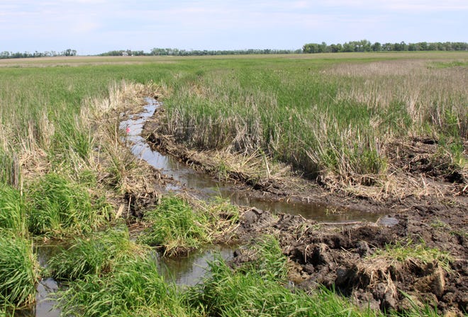 This photo of a farm in Sanborn County shows where a landowner dug a channel to get water moving faster on his farm. Manipulating water flow on farms helps producers use land more efficiently and can improve crop production but can also sometimes damage wetlands and wildlife habitat.