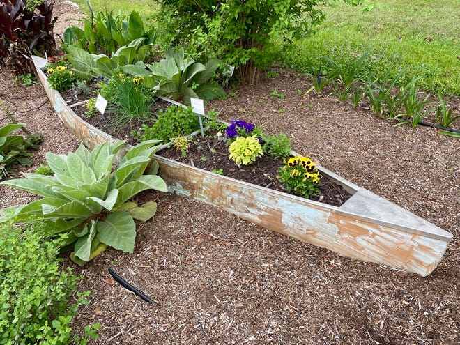 Repurposing a canoe as a planter in the Leon County Extension Office Demonstration Garden.