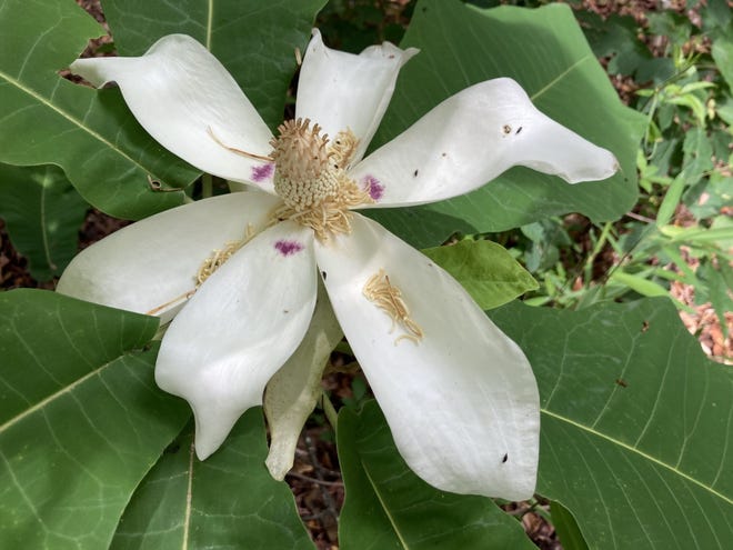 The bigleaf magnolia's flowers are huge and very fragrant, with a sort of flowery/peppery/spicy scent. Each flower lasts but two days.