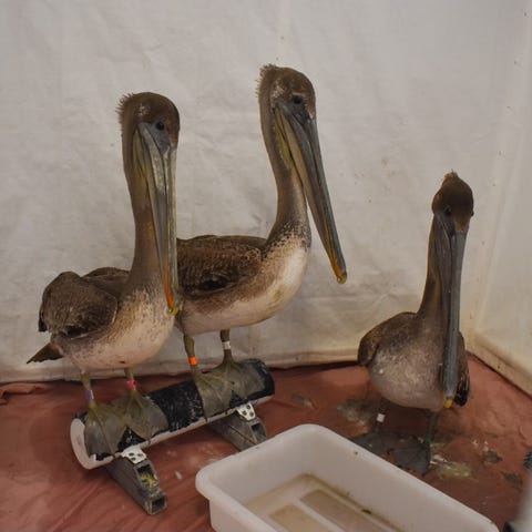 Sick and injured brown pelicans on the Ventura Cou