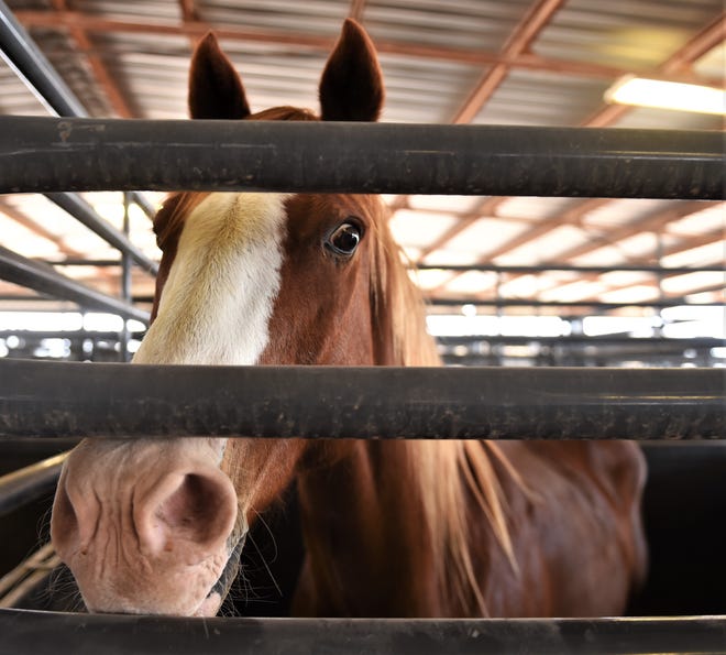 A horse peers Thursday through the bars at its stall at the Taylor County Expo Center. The center is sheltering livestock from the Mesquite Heat Fire near View.