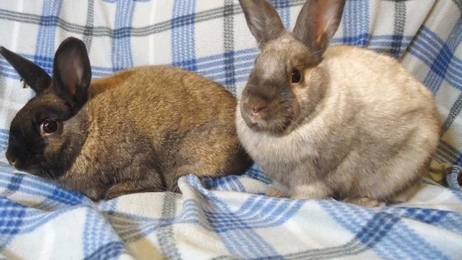 Fulfill Iowa’s only rescue for pet rabbits, A Household for EveryBunny Fulfill Iowa’s only rescue for pet rabbits, A Household for EveryBunny