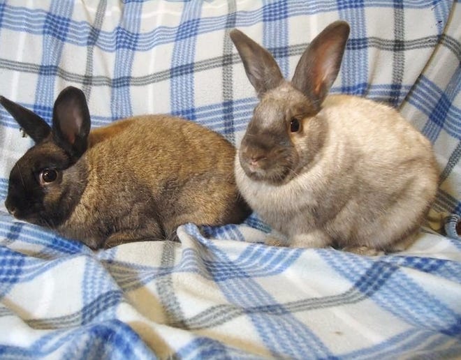 Terra and Nellie had a rough start to life, and are now living with a foster family in Ames while they look for a forever home. They are "wiggly young girls who love to play in their cardboard boxes," according to their adoption profile. Adoption information at https://www.iowarabbitrescue.org/adoptable-rabbits.html.