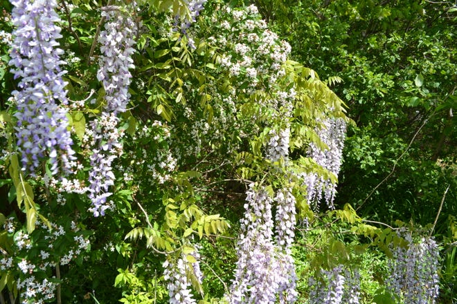 Wisteria is a flowering vining plant with colors that range from white to dark purple.