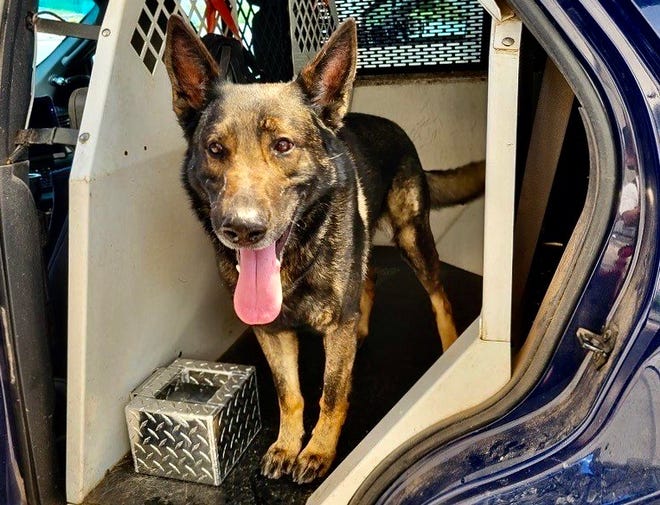 Redding police K-9 Otto apprehended a registered arson offender who caused a disturbance at a group home near Gold and West streets on Friday, May 20, 2022.