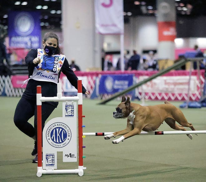 Cara Armour and her dog, Debbie, do a winged jump at the AKC Agility Invitationals in 2020.