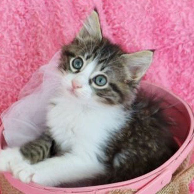 Sage, a young female Maine Coon mix, is available for adoption from Wags & Whiskers Pet Rescue. Routine shots and deworming are up to date. Call 904-797-6039 or go to wwpetrescue.org. 