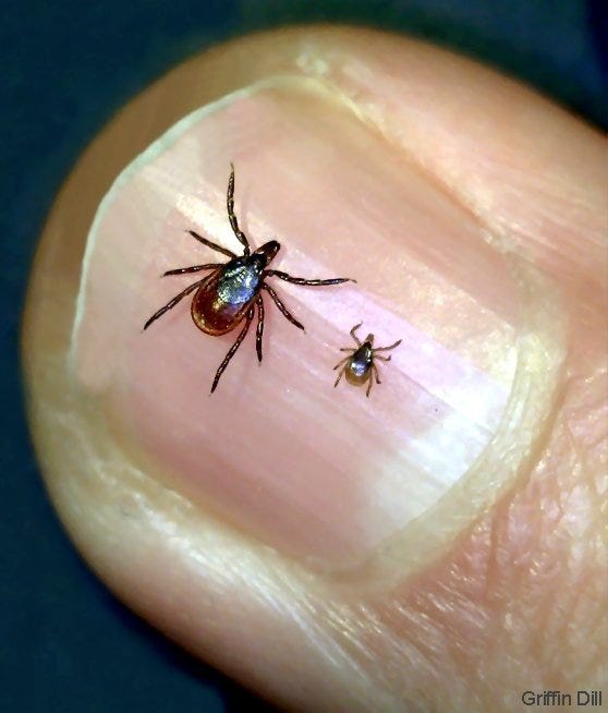 Safety precautions you should take to avoid ticks this summer