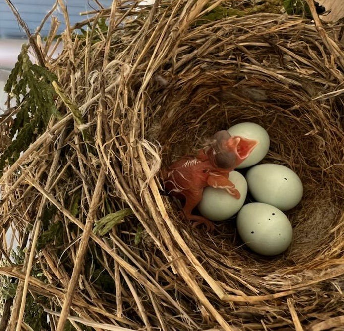 Wendall In The Wild Mystery Of The Disappeared Brown Headed Cowbird Wendall In The Wild Mystery Of The Disappeared Brown Headed Cowbird