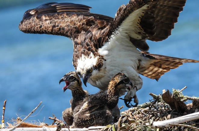 An osprey cares for a fledgling as photographed by Martha Huard, who recently became an osprey monitor for the International Osprey Foundation.