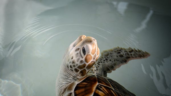 A sea turtle surfaces for air November 23, 2021, i