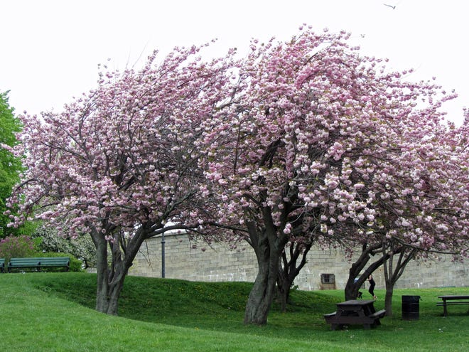 Spring is a beautiful time of year on Castle Island. These trees are outside of Fort Independence.