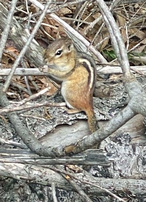 It’s lunchtime for this chipmunk, who is finding plenty to eat.