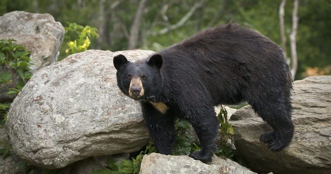 The Havelock Police Department warns residents of a possible black bear in the area of East Prong Slocum Creek.