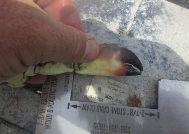 Stone crab claws found by Florida Fish and Wildlife Commission officers allegedly illegally harvested by a Pineland man April 2 were under the 2¾ inch legal length.