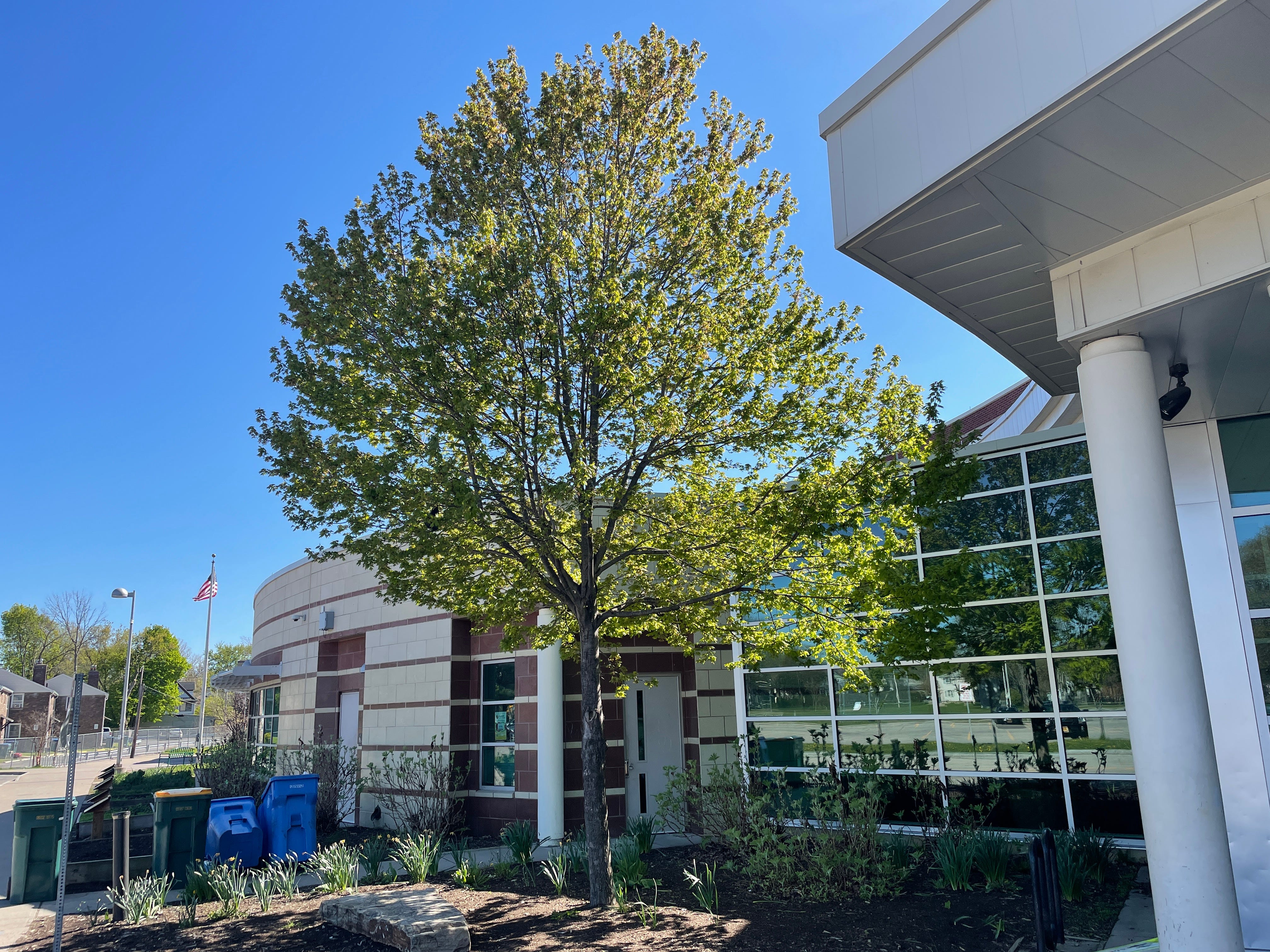 Tree Stories: Ryan branch library. "It’s perfectly proportioned – like when a kid draws a tree, and the proportions, that’s what it looks like," Rocky said.