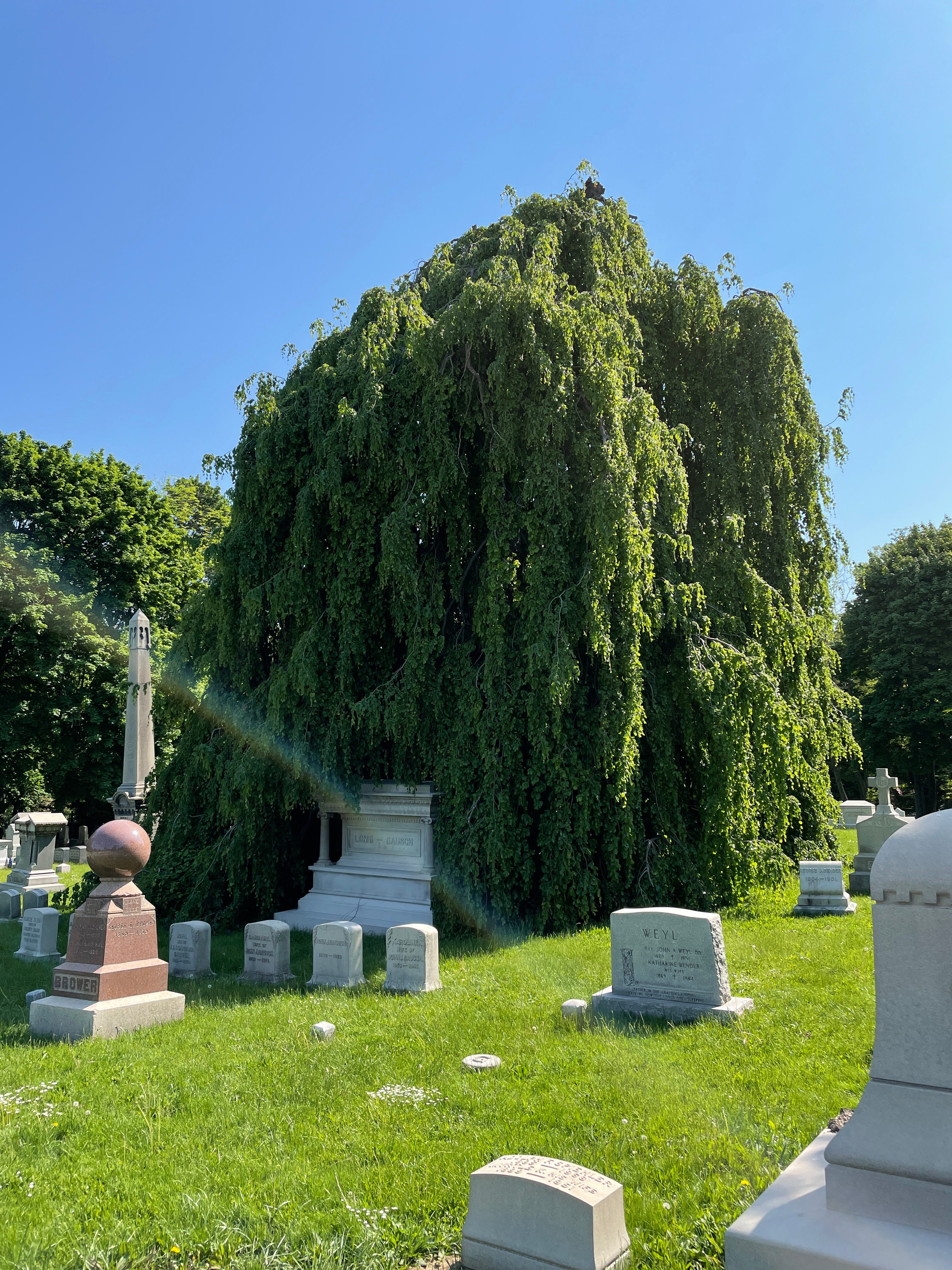 Tree Stories: Weeping beech at Mount Hope Cemetery. "You don't see a lot of them around. It's just a magnificent tree in my mind; it's one that, whenever I'm in Mount Hope, I at least take a drive by to see," Brian Liberti said.