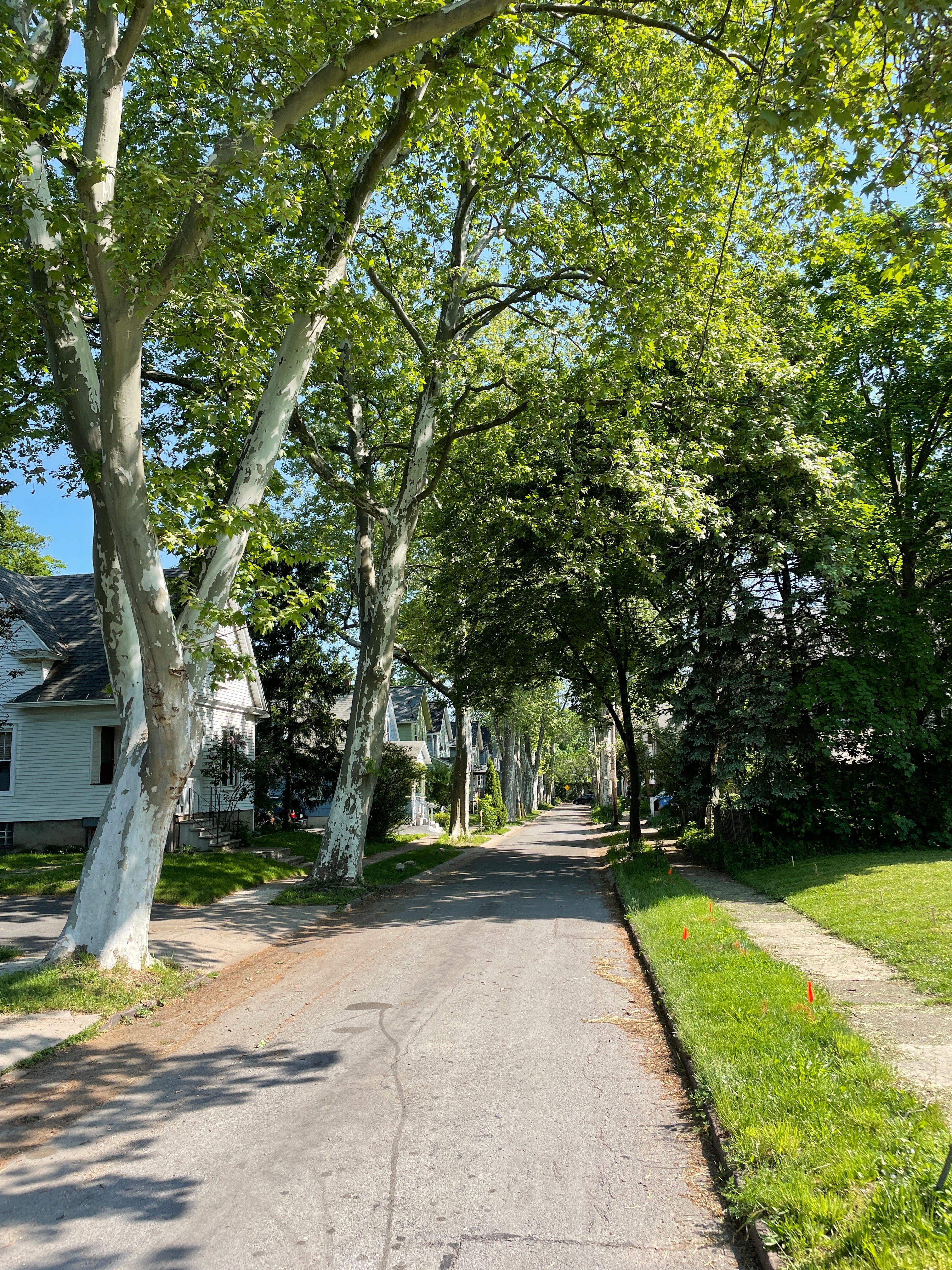 Tree Stories: Rodenbeck Place. "I had always seen old photos of the many streets in Rochester lined with elm trees, but had never been able to understand the awe-inspiring beauty of a sylvan cathedral like that on Rodenbeck Place," Chris Brandt said.