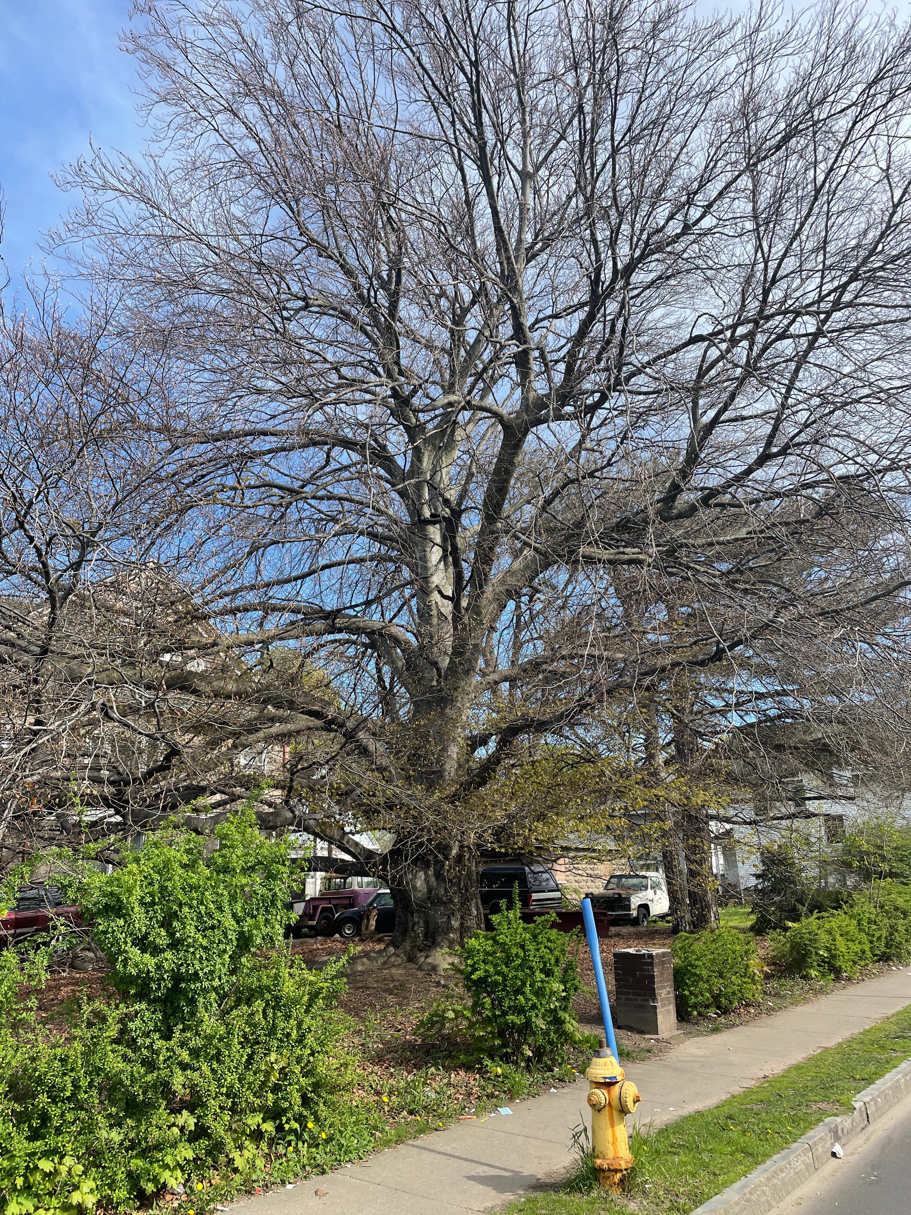 Tree Stories: Purple beech, 331 Glenwood Ave. "We used to have picnics under the tree. My sisters and brother would climb it ...but I was afraid," Angela Scott said.