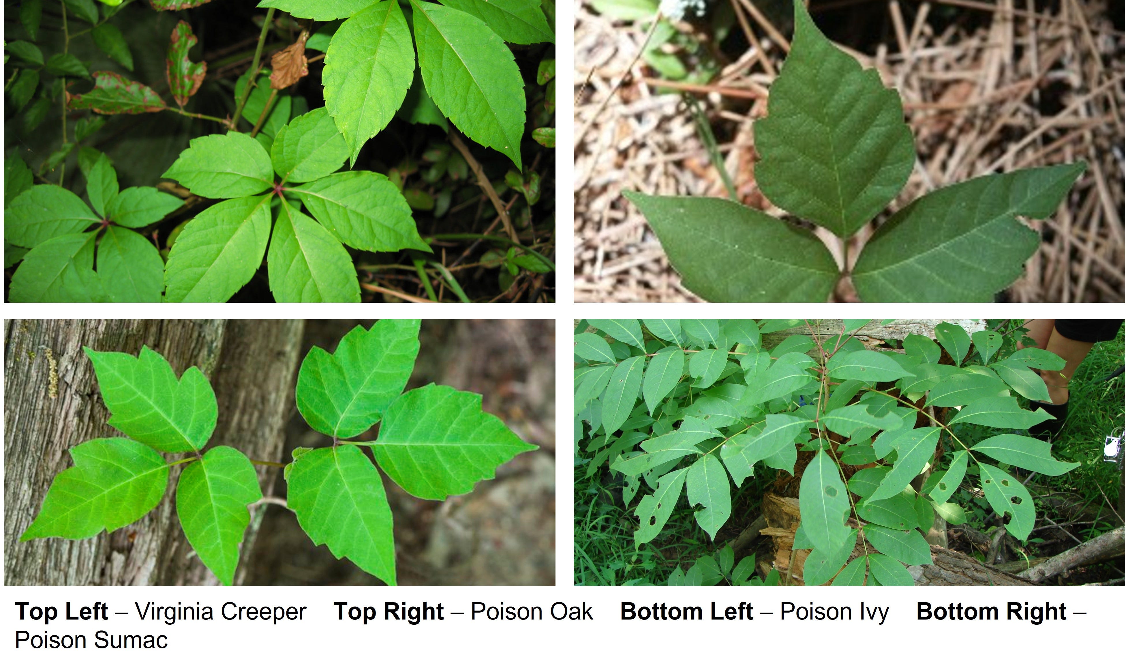 Spending time outside? Here is how to identify and get rid of poison ivy