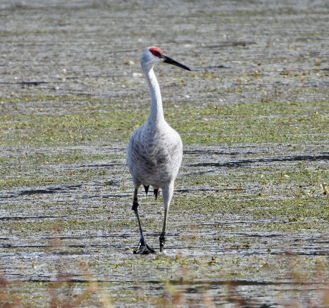 Wayne County is No. 1 in Ohio for sandhill cranes in state count