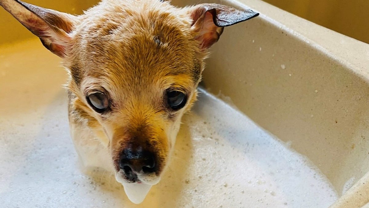 Pebbles the Toy Fox Terrier named world's oldest dog living at 22.