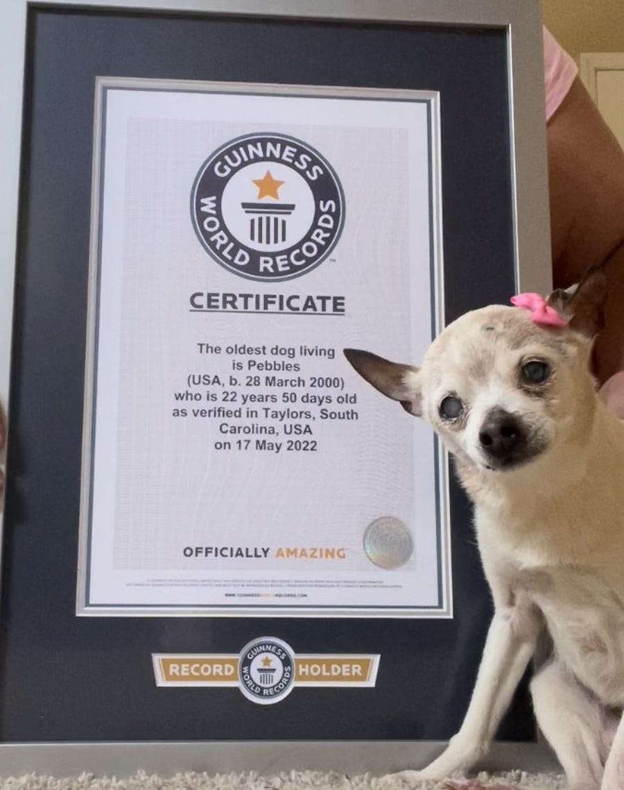 Pebbles the Toy Fox Terrier named world's oldest dog living at 22.