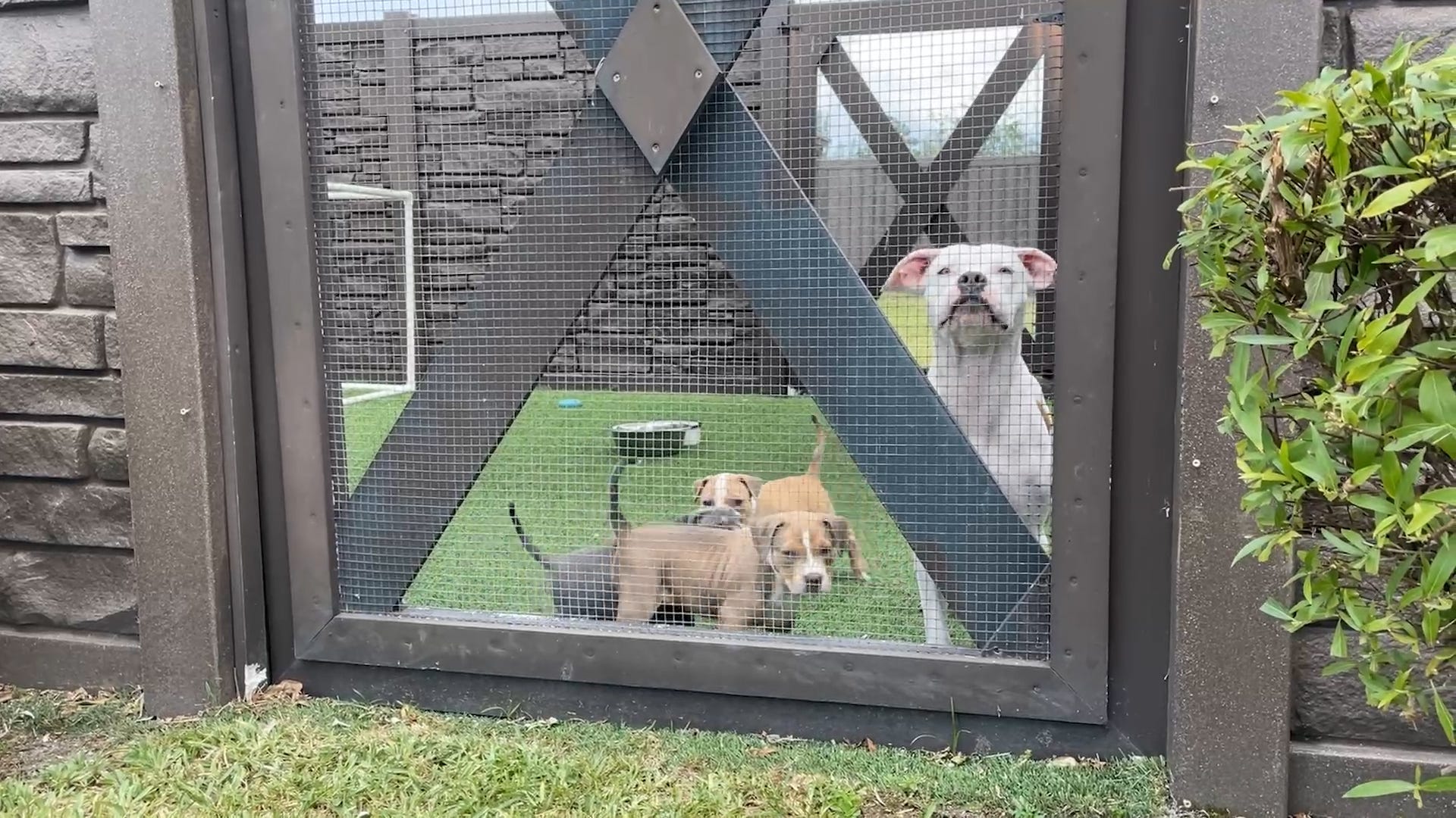 Video Why Palm Beach County's Animal Care dog shelter is overcrowded