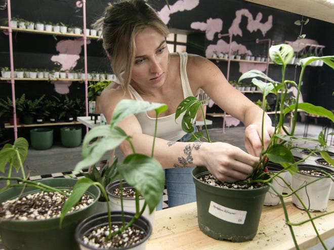 Sarah Goodwin, owner of The Succulents Shoppe in Brighton Township, prunes a Monstera Adansonii plant Thursday, May 26, 2022.
