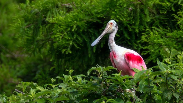 A roseate spoonbill watches from a tree in an Arka