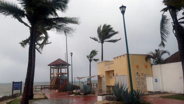 Palm trees blow in the wind before Hurricane Agath