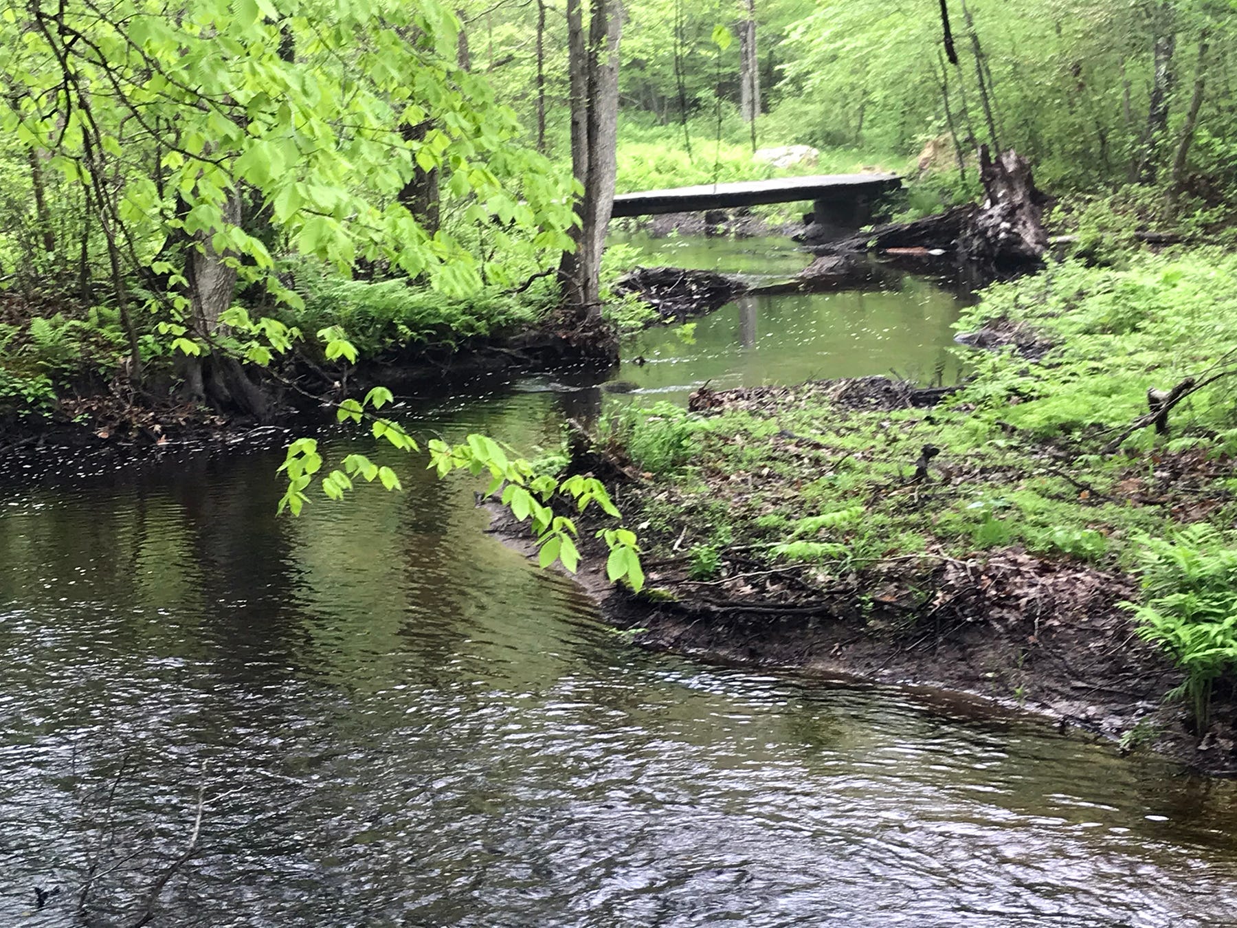 A stream winds its way through lush green underbrush where a footbridge spans the banks.