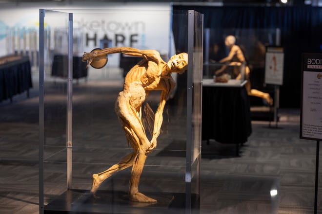 El Discus Thrower es una de las exhibiciones en exhibición en la exhibición Bodies Human en Laketown Wharf el martes.
