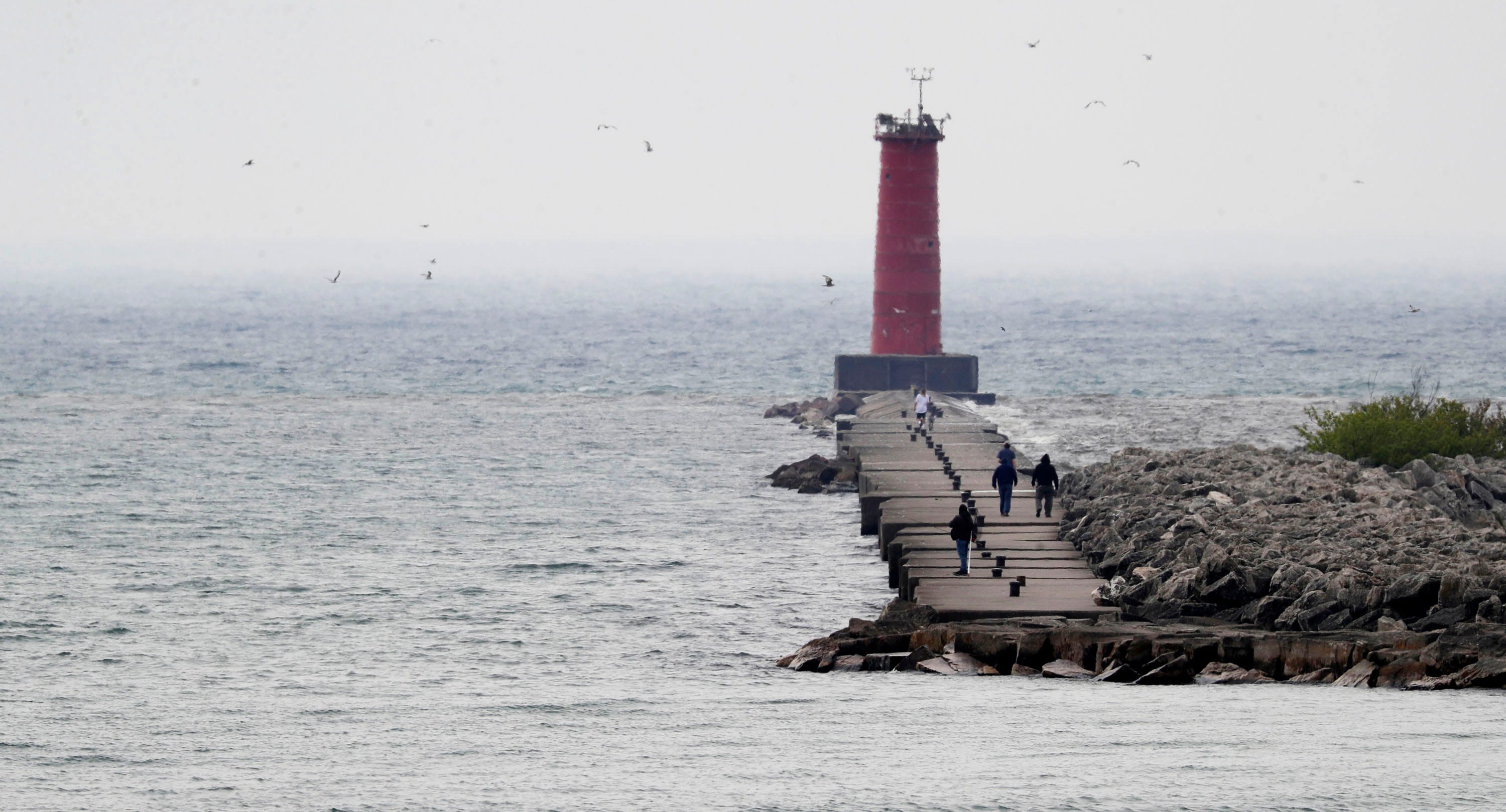 Startup aims to convert invasive zebra mussels in Lake Michigan into a renewable product